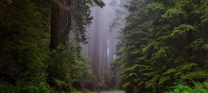 Redwood’ai, Oregonas ir atsisveikinimas su JAV Redwood’ai, Oregonas ir atsisveikinimas su JAV